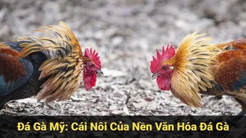 Đá Gà Mỹ: Lịch Sử, Văn Hóa Và Các Giải Đấu Hàng Đầu 2 da-ga-my:-cai-noi-cua-nen-van-hoa-da-ga