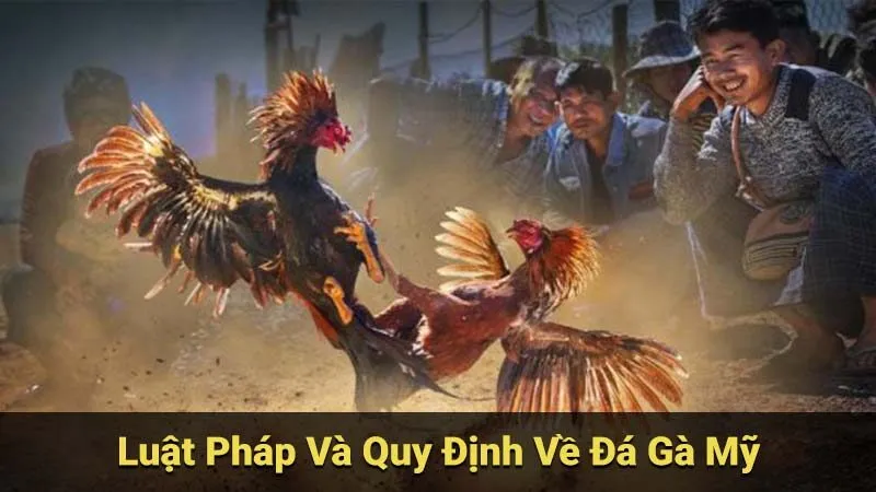 Đá Gà Mỹ: Lịch Sử, Văn Hóa Và Các Giải Đấu Hàng Đầu 3 luat-phap-va-quy-dinh-ve-da-ga-my