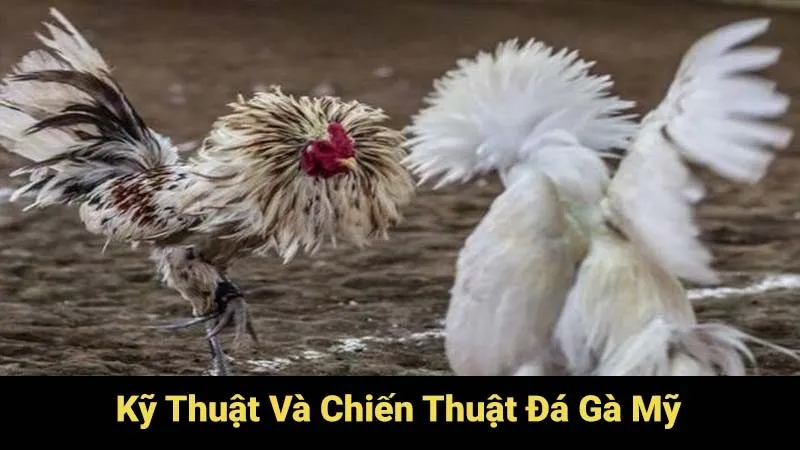 Đá Gà Mỹ: Lịch Sử, Văn Hóa Và Các Giải Đấu Hàng Đầu 4 ky-thuat-va-chien-thuat-da-ga-my