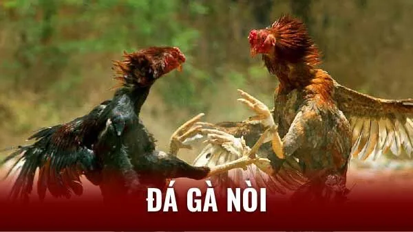 TOP 3 Bí Quyết Nuôi Đá Gà Nòi Chiến Thắng: Từ A - Z 4 suc-khoe-va-benh-tat-o-ga-da-noi
