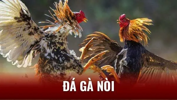 TOP 3 Bí Quyết Nuôi Đá Gà Nòi Chiến Thắng: Từ A - Z 2 ky-thuat-nuoi-ga-da-noi-hieu-qua