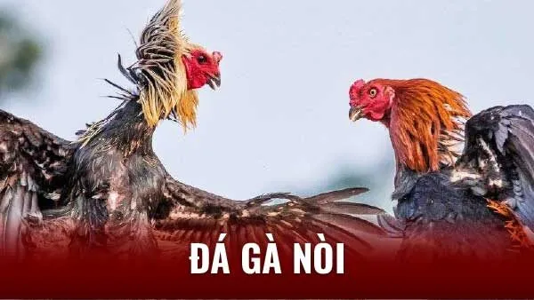 TOP 3 Bí Quyết Nuôi Đá Gà Nòi Chiến Thắng: Từ A - Z 3 bi-quyet-da-ga-noi-chien-thang